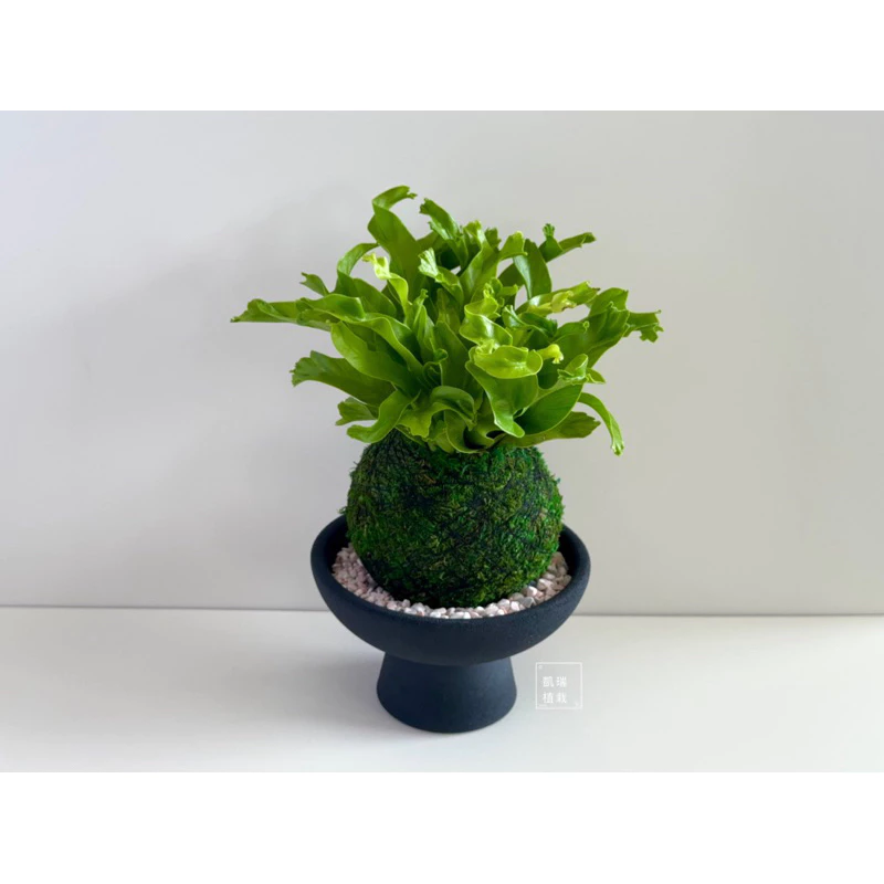 鹿角山蘇-手作 苔球 療癒 文青 送禮 觀葉植物 室內植物 凱瑞植栽