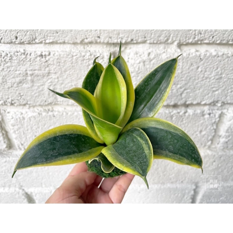 金剛虎尾蘭-手作 苔球 療癒 文青 送禮 觀葉植物 室內植物 凱瑞植栽