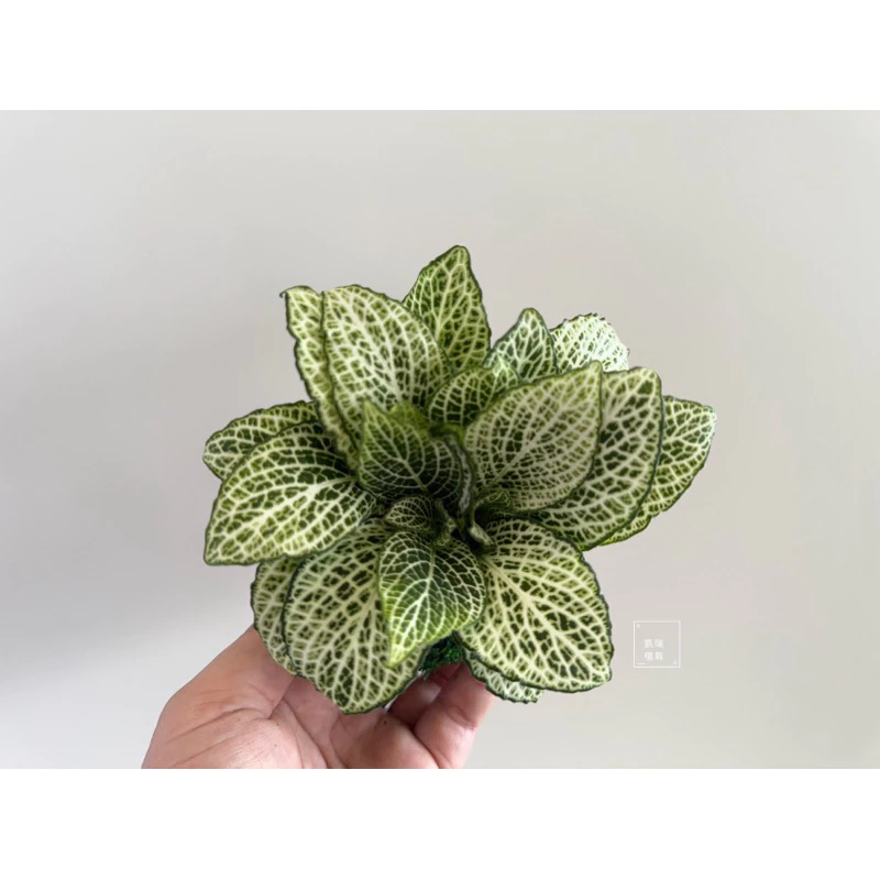 白豹網紋草-手作 苔球 療癒 文青 送禮 觀葉植物 室內植物 凱瑞植栽