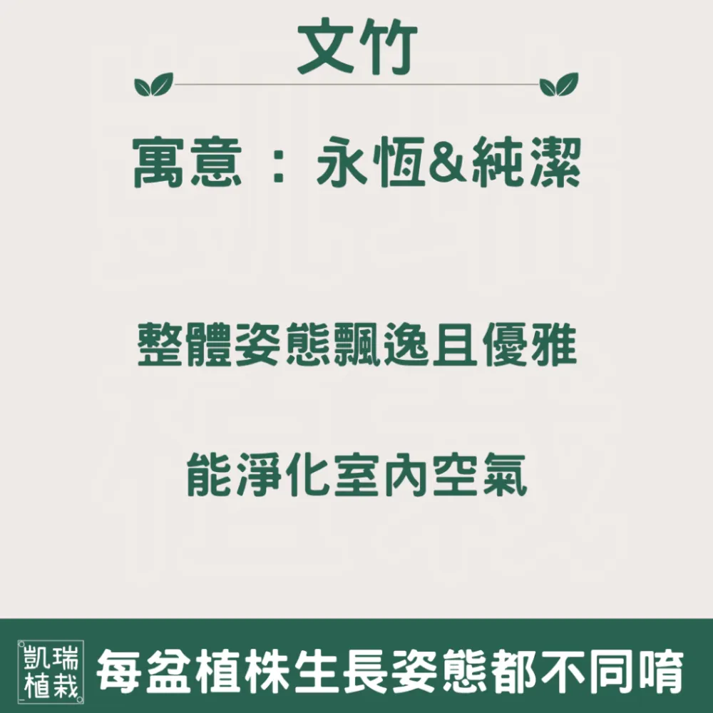 文竹苔球-手作 苔球 療癒 文青 送禮 觀葉植物 室內植物 凱瑞植栽