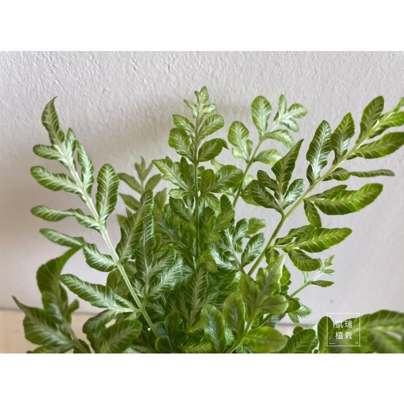 銀脈鳳尾蕨 /Alana 鳳尾蕨/白玉鳳尾蕨(目前植株都較小顆)-手作 苔球 療癒 文青 送禮 觀葉 室內植物 凱瑞植栽