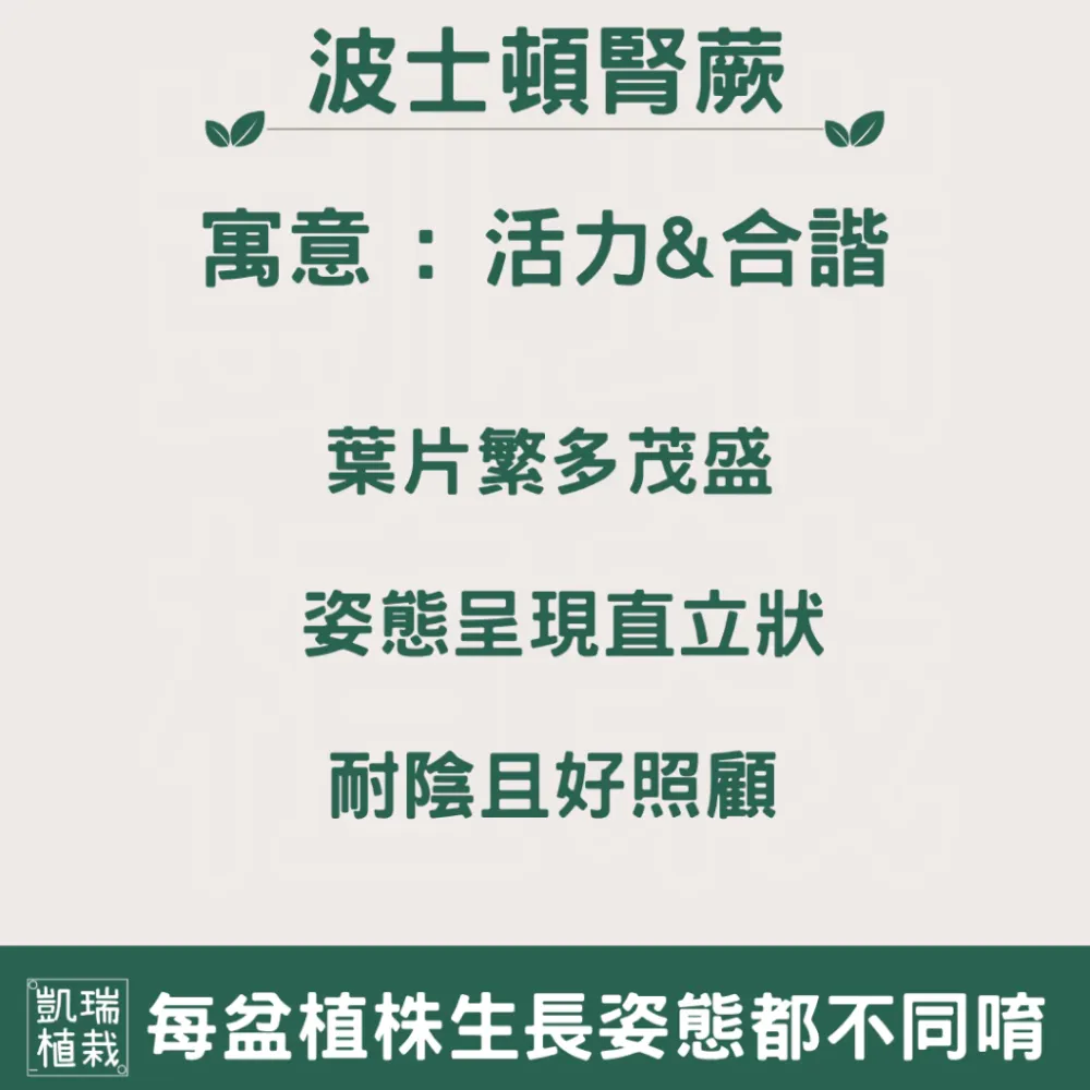 波士頓腎蕨-手作 苔球 療癒 文青 送禮 觀葉植物 室內植物 凱瑞植栽