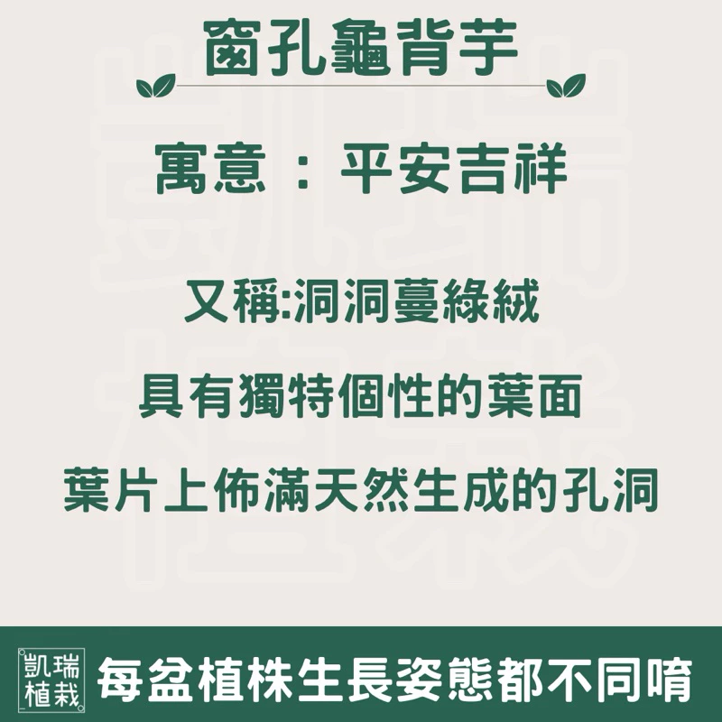 窗孔龜背芋（洞洞蔓）-手作 苔球 療癒 文青 送禮 觀葉植物 室內植物 凱瑞植栽