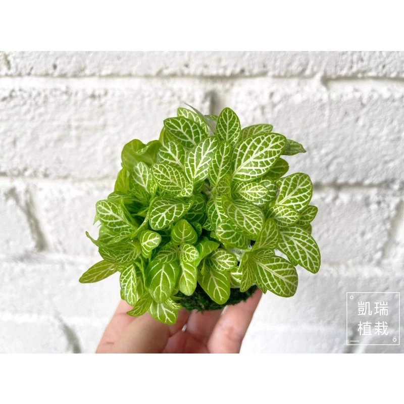 檸檬網紋草-手作 苔球 療癒 文青 送禮 觀葉植物 室內植物 凱瑞植栽