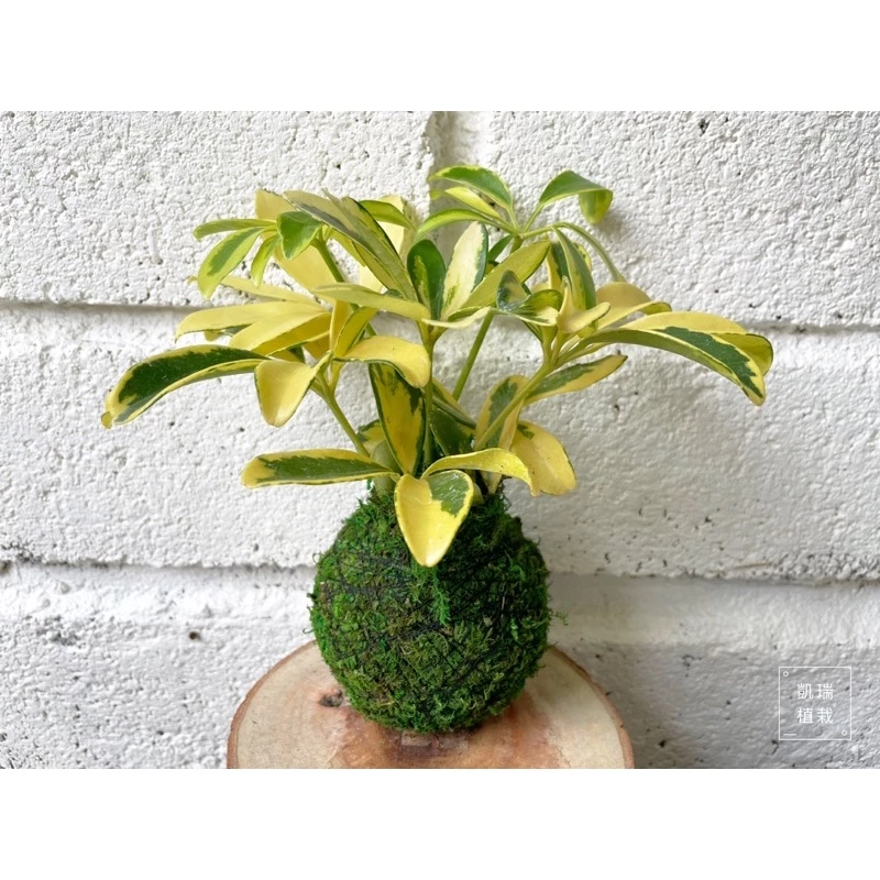 斑葉鵝掌藤-手作 苔球 療癒 文青 觀葉植物 凱瑞植栽