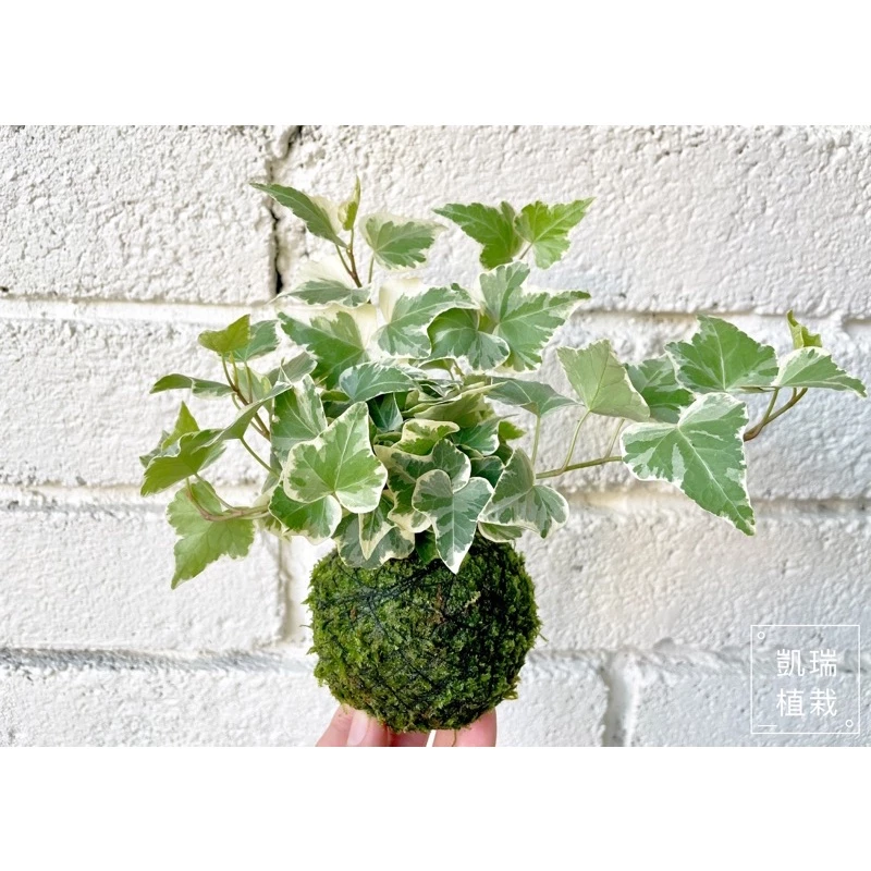 常春藤-手作 苔球 療癒 文青 觀葉植物 凱瑞植栽