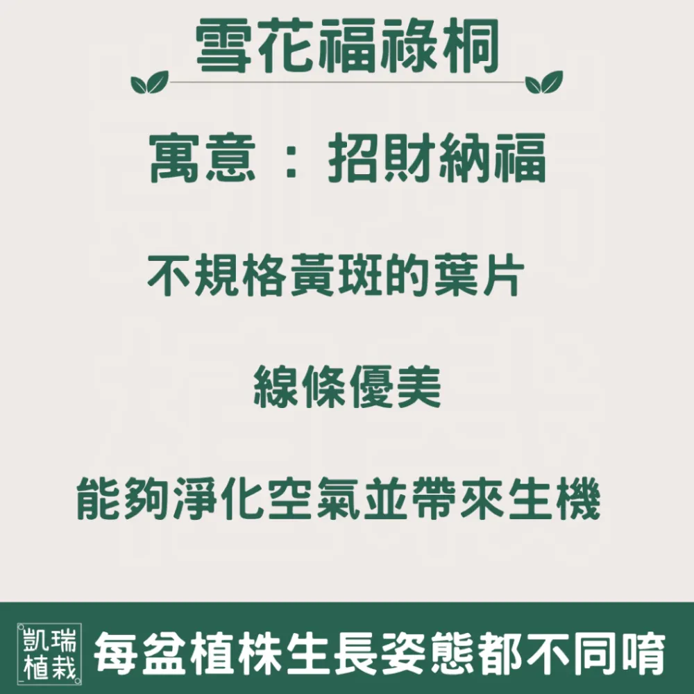 雪花福祿桐/白珍珠福祿桐/羽葉福祿桐-手作 苔球 療癒 文青 送禮 觀葉植物 室內植物 凱瑞植栽