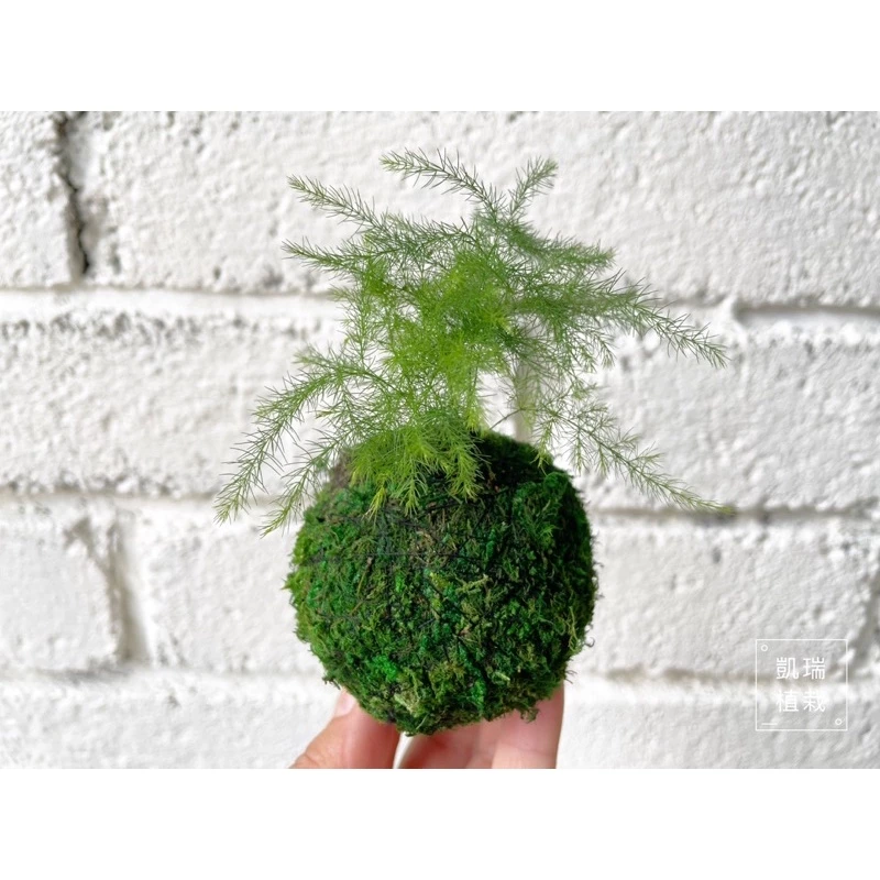 文竹苔球-手作 苔球 療癒 文青 送禮 觀葉植物 室內植物 凱瑞植栽