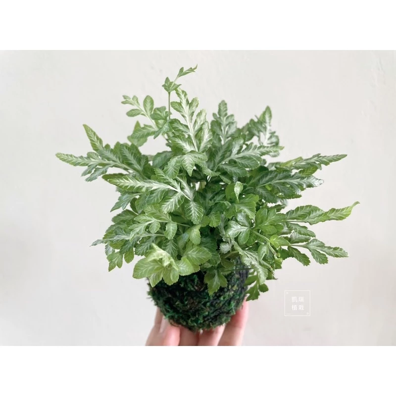 銀脈鳳尾蕨 /Alana 鳳尾蕨/白玉鳳尾蕨(目前植株都較小顆)-手作 苔球 療癒 文青 送禮 觀葉 室內植物 凱瑞植栽