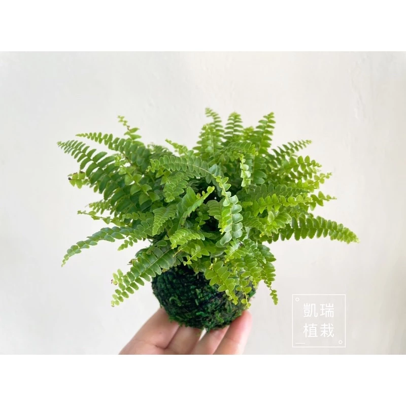 波士頓腎蕨-手作 苔球 療癒 文青 送禮 觀葉植物 室內植物 凱瑞植栽