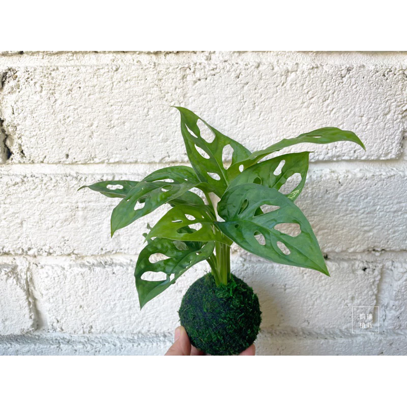 窗孔龜背芋（洞洞蔓）-手作 苔球 療癒 文青 送禮 觀葉植物 室內植物 凱瑞植栽