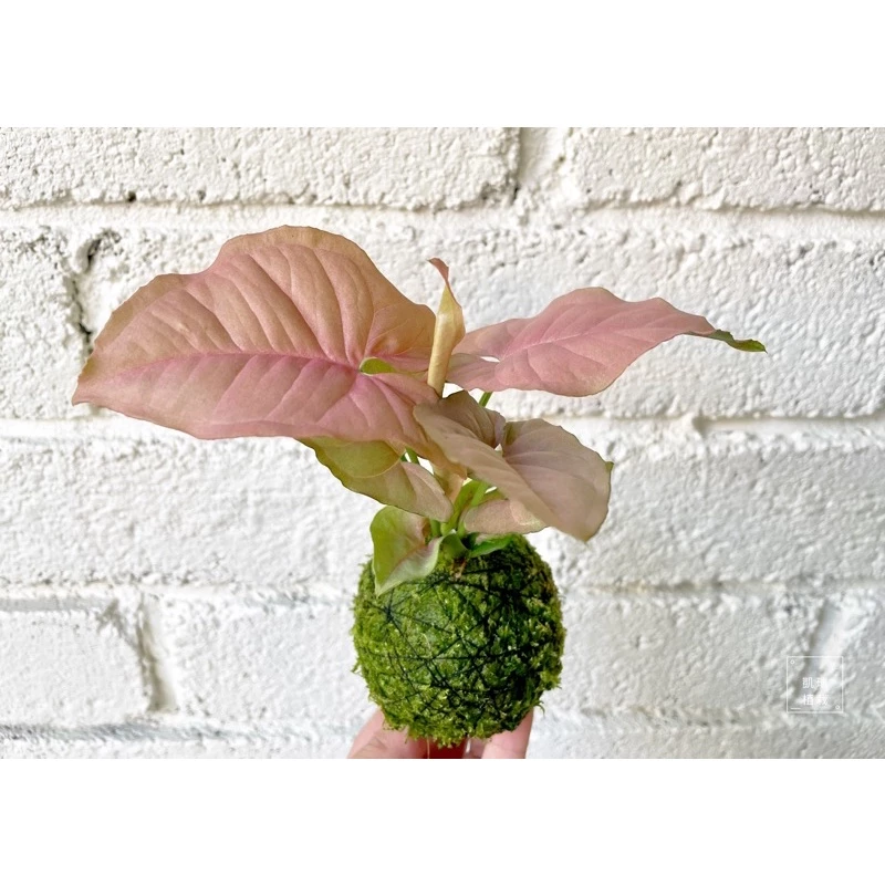 粉紅佳人合果芋苔球-手作 苔球 療癒 文青 送禮 觀葉植物 室內植物 凱瑞植栽