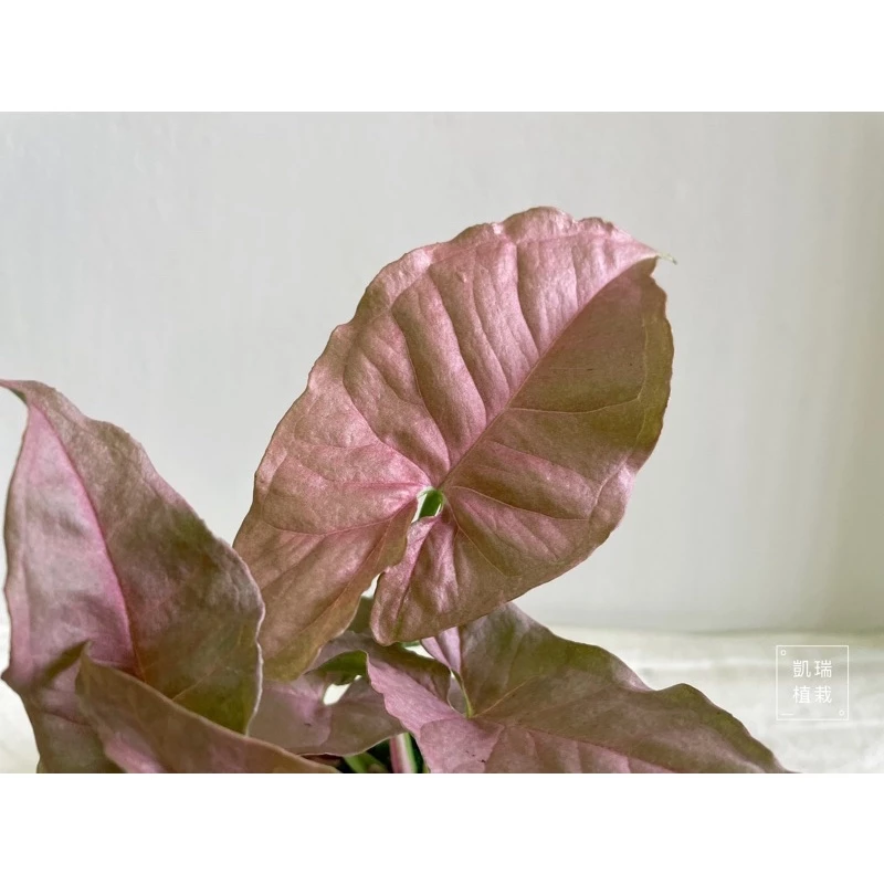 粉紅佳人合果芋苔球-手作 苔球 療癒 文青 送禮 觀葉植物 室內植物 凱瑞植栽