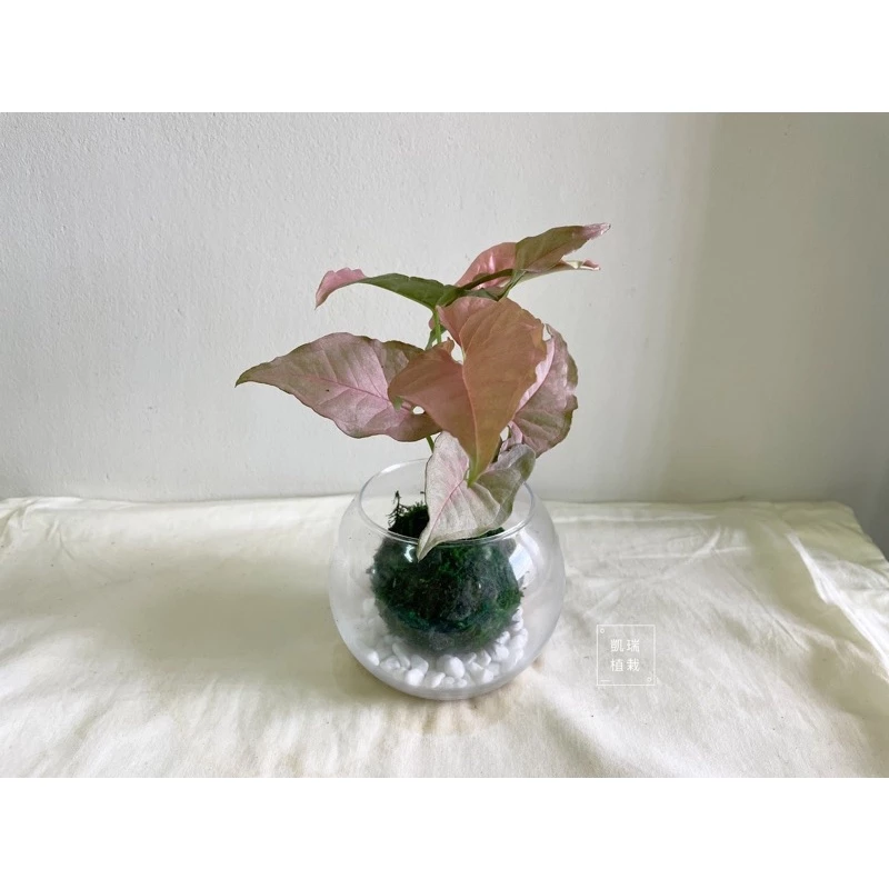 粉紅佳人合果芋苔球-手作 苔球 療癒 文青 送禮 觀葉植物 室內植物 凱瑞植栽