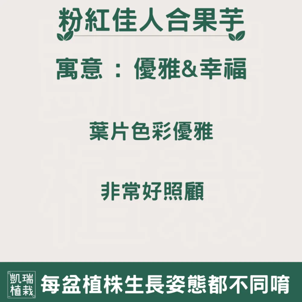 粉紅佳人合果芋苔球-手作 苔球 療癒 文青 送禮 觀葉植物 室內植物 凱瑞植栽