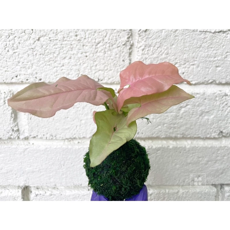 粉紅佳人合果芋苔球-手作 苔球 療癒 文青 送禮 觀葉植物 室內植物 凱瑞植栽