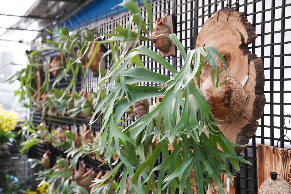 植栽選物 A