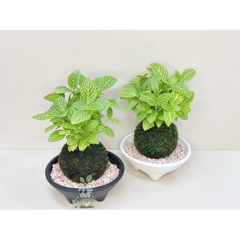 四腳質感盆-苔球盤 苔球碟 底盤 盆器 療癒 凱瑞植栽