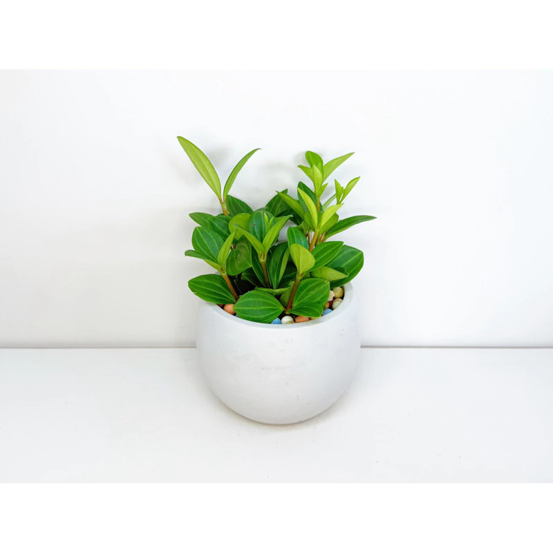 多葉蘭/白脈椒草-觀葉植物 送禮 水泥盆栽 凱瑞植栽