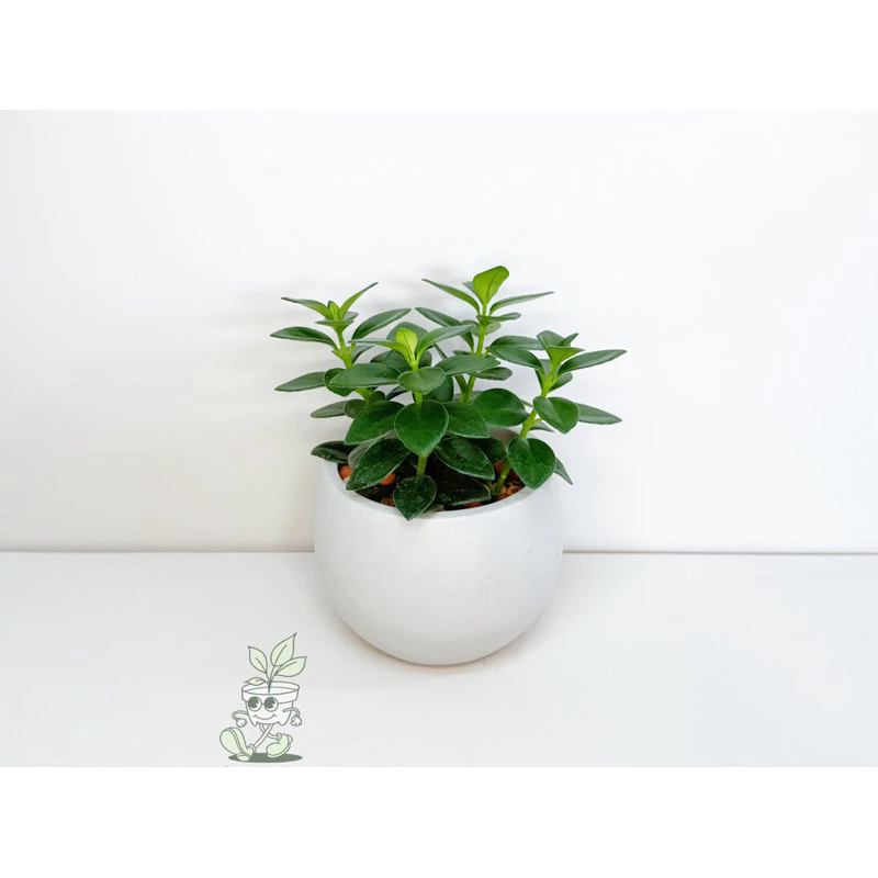 金魚花-觀葉植物 送禮 水泥盆栽 凱瑞植栽