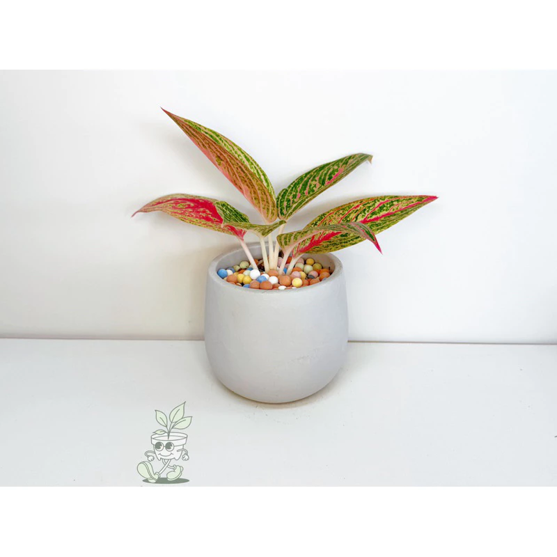 彩雲粗肋草-觀葉植物 送禮 水泥盆栽 凱瑞植栽