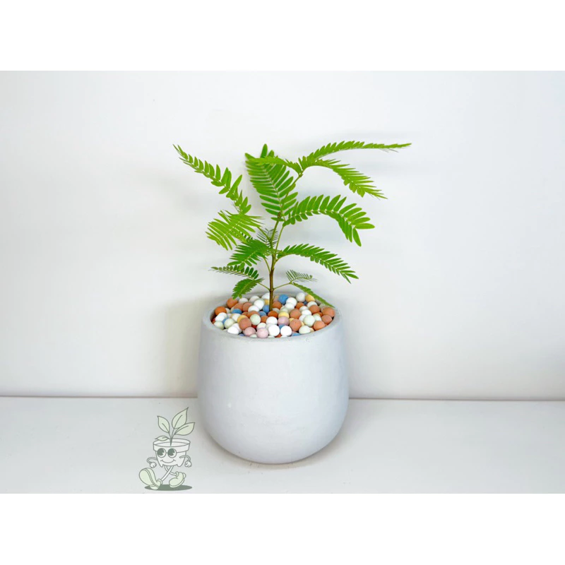 小豆樹-觀葉植物 送禮 水泥盆栽 凱瑞植栽