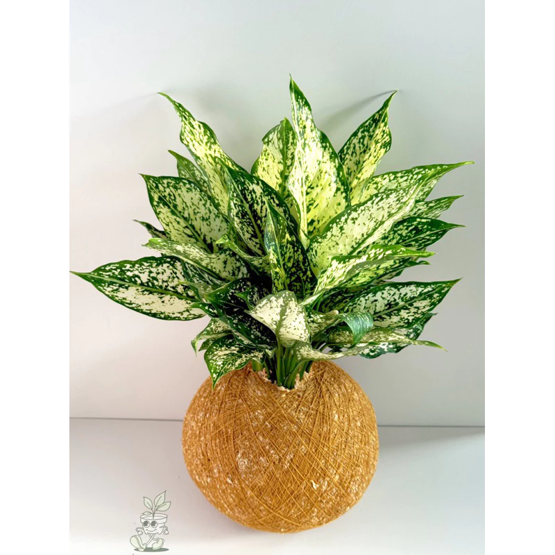 大阪白粗肋草大苔球-手作 苔球 療癒 文青 送禮 觀葉植物 室內植物 凱瑞植栽