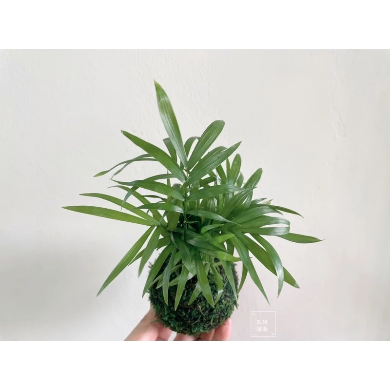 袖珍椰子-手作 苔球 療癒 文青 觀葉植物 凱瑞植栽