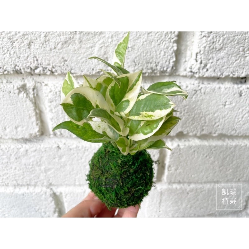 白金葛-手作 苔球 療癒 文青 觀葉植物 凱瑞植栽