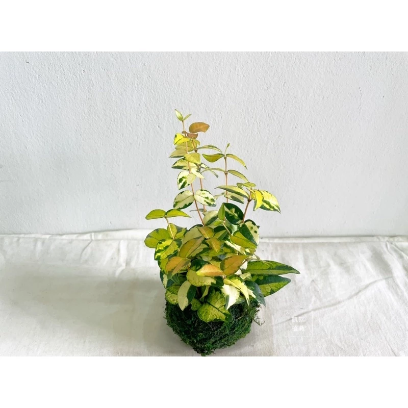 黃金絡石(需強光)-手作 苔球 療癒 文青 送禮 觀葉植物 室內植物 凱瑞植栽