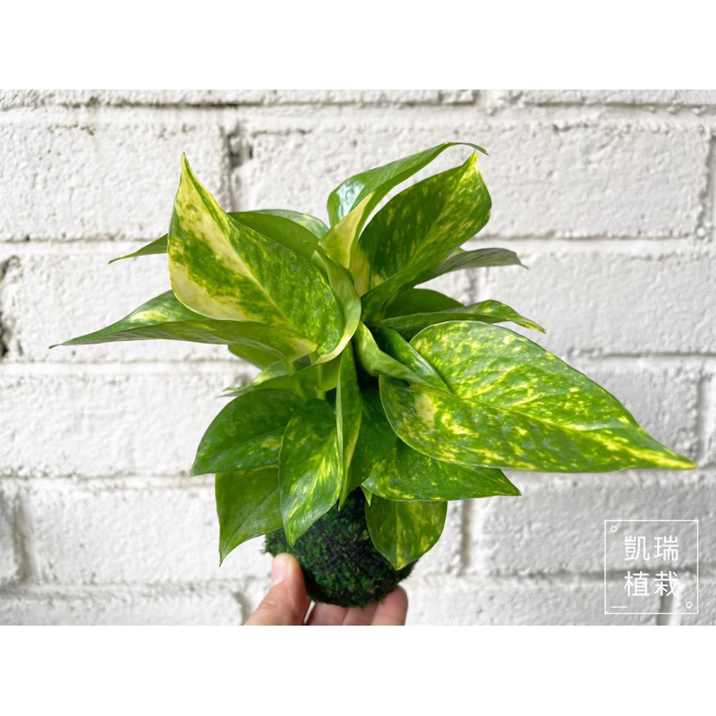 斑葉黃金葛-手作苔球 療癒 文青 觀葉植物 凱瑞植栽