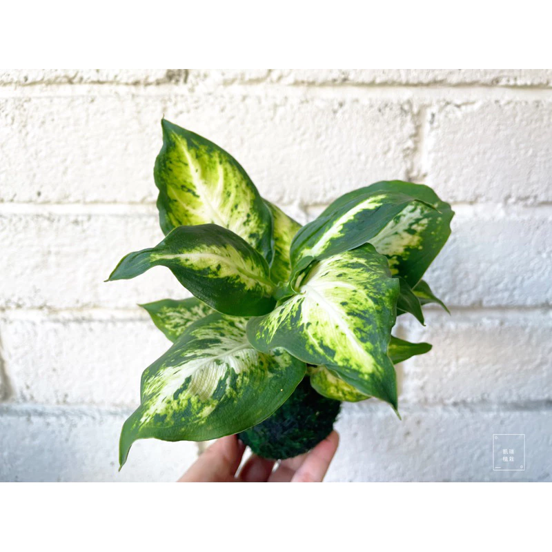 星光燦爛粗肋草苔球-手作 苔球 療癒 文青 送禮 觀葉植物 室內植物 凱瑞植栽