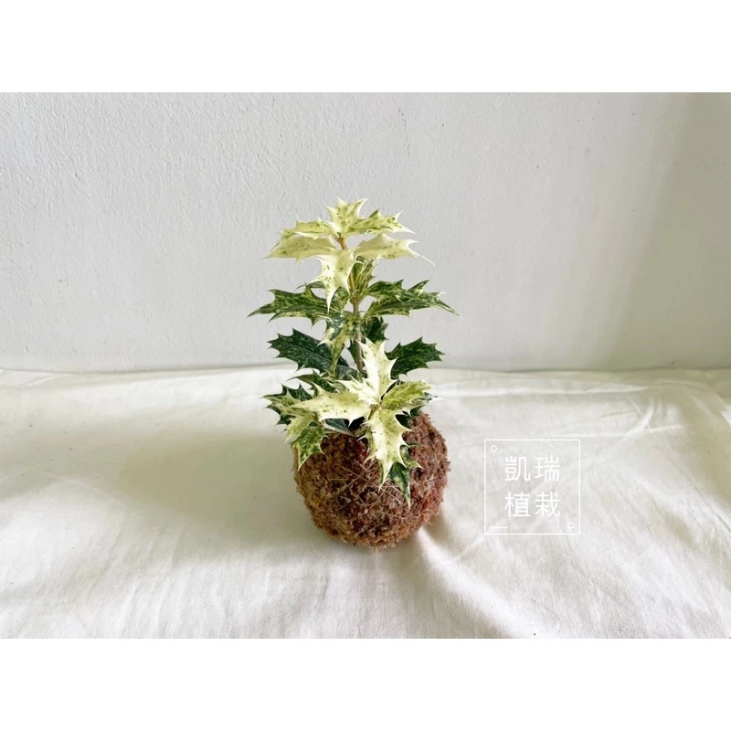 斑葉冬青-手作 苔球 療癒 文青 觀葉植物 凱瑞植栽