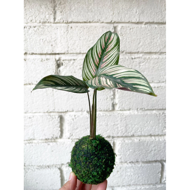 斜紋竹芋-手作 苔球 療癒 文青 送禮 觀葉植物 室內植物 凱瑞植栽