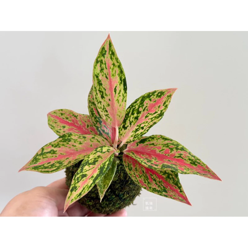 彩雲粗肋草苔球-手作 苔球 療癒 文青 觀葉植物 凱瑞植栽