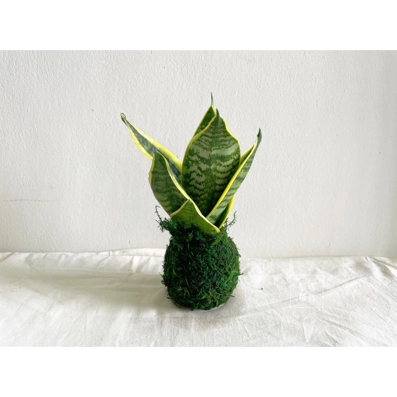 長葉虎尾蘭-手作 苔球 療癒 文青 送禮 觀葉植物 室內植物 凱瑞植栽
