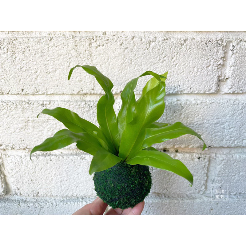山蘇-手作 苔球 療癒 文青 送禮 觀葉植物 室內植物 凱瑞植栽