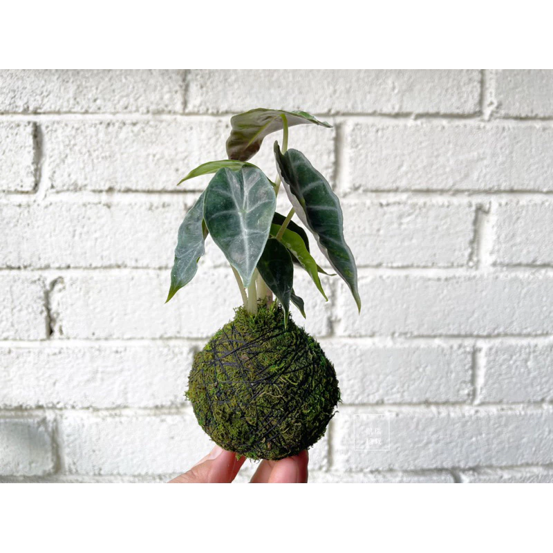 小仙女觀音蓮-手作苔球/苔球/療癒