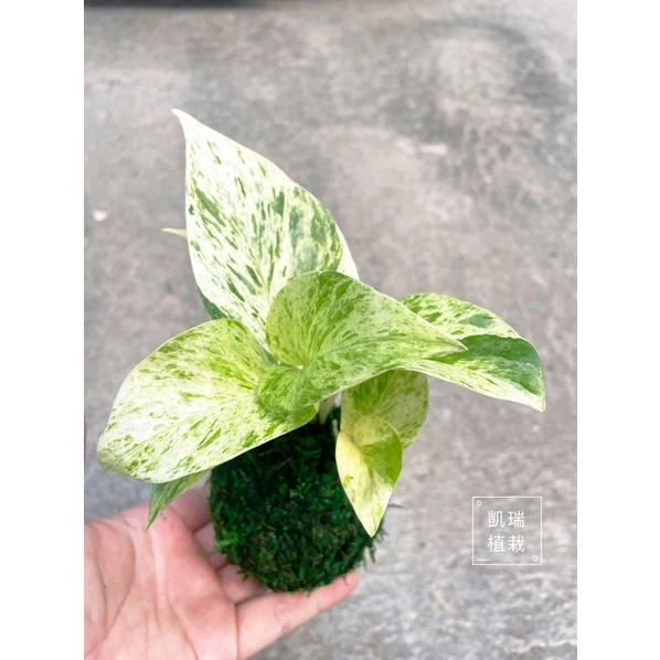 雪花黃金葛苔球-手作 苔球 療癒 凱瑞植栽