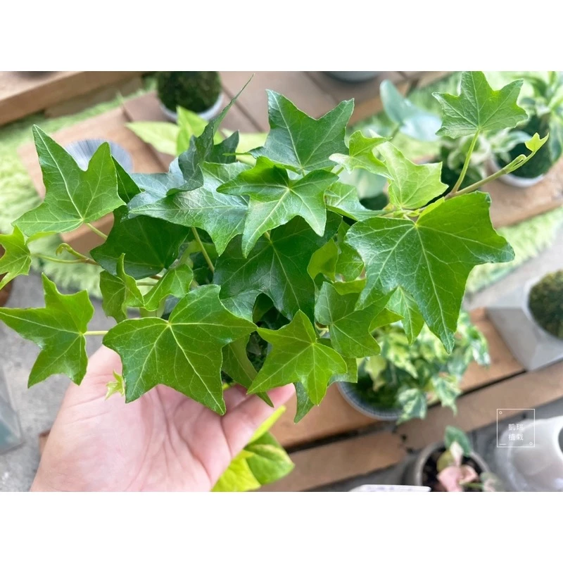 全綠常春藤-手作 苔球 療癒 文青 觀葉植物 凱瑞植栽