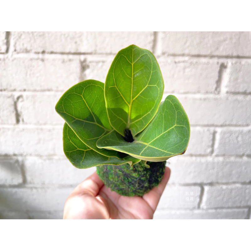 琴葉榕苔球-手作 苔球 療癒 文青 送禮 觀葉植物 室內植物 凱瑞植栽