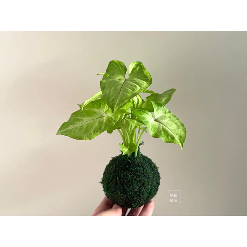 金玉合果芋苔球-手作 苔球 療癒 文青 送禮 觀葉植物 室內植物 凱瑞植栽