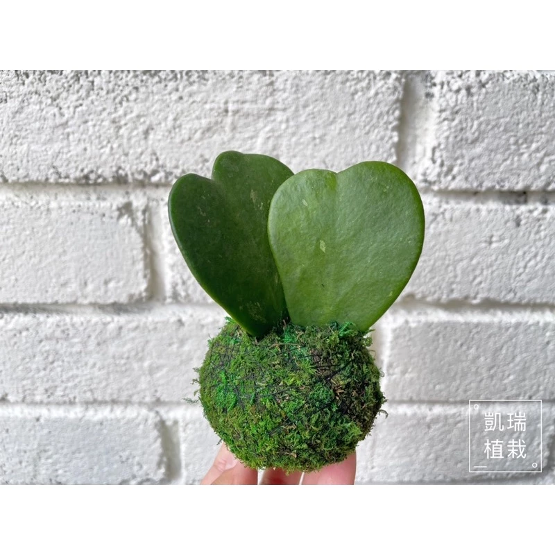 心葉毬蘭苔球-手作 苔球 療癒 文青 送禮 觀葉植物 室內植物 凱瑞植栽