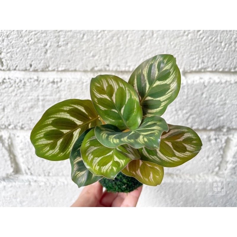 孔雀竹芋-手作 苔球 療癒 文青 送禮 觀葉植物 室內植物 凱瑞植栽