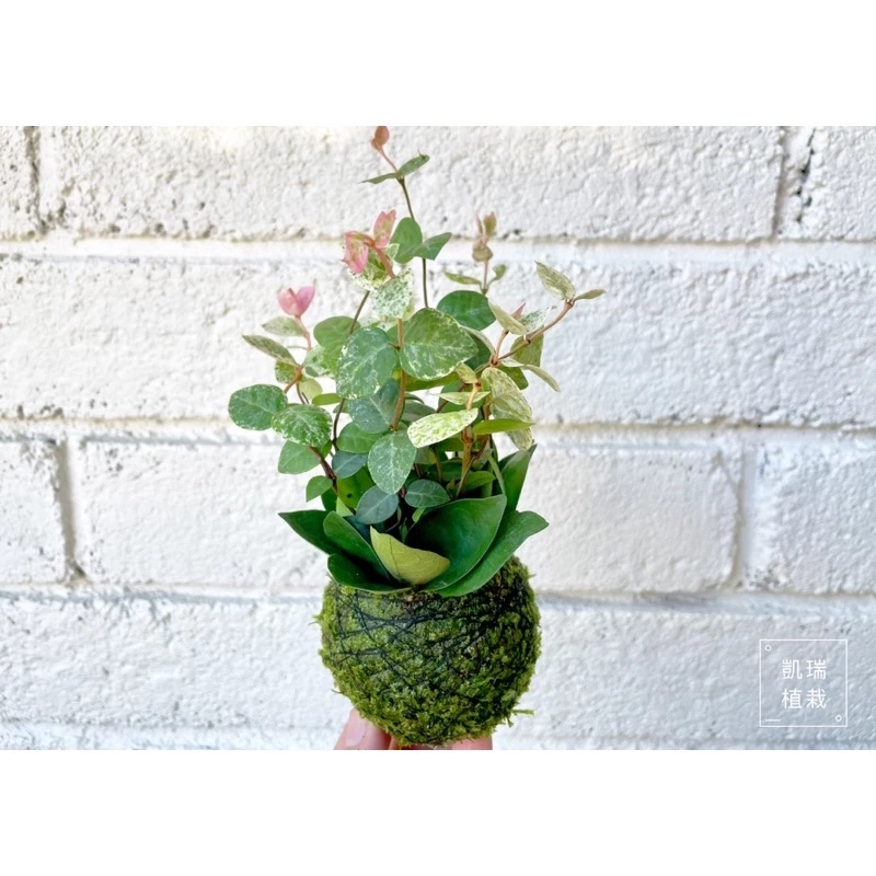 初雪葛/花葉絡石（植株目前小一點點）-手作 苔球 療癒 文青 送禮 觀葉植物 室內植物 凱瑞植栽