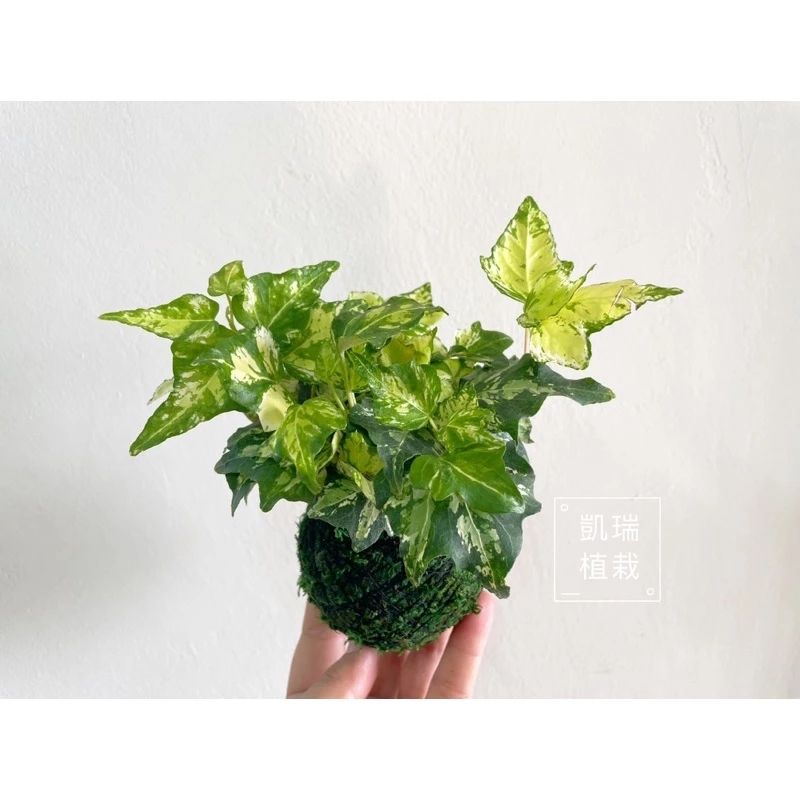 斑葉常春藤/長春藤-手作 苔球 療癒 文青 觀葉植物 凱瑞植栽