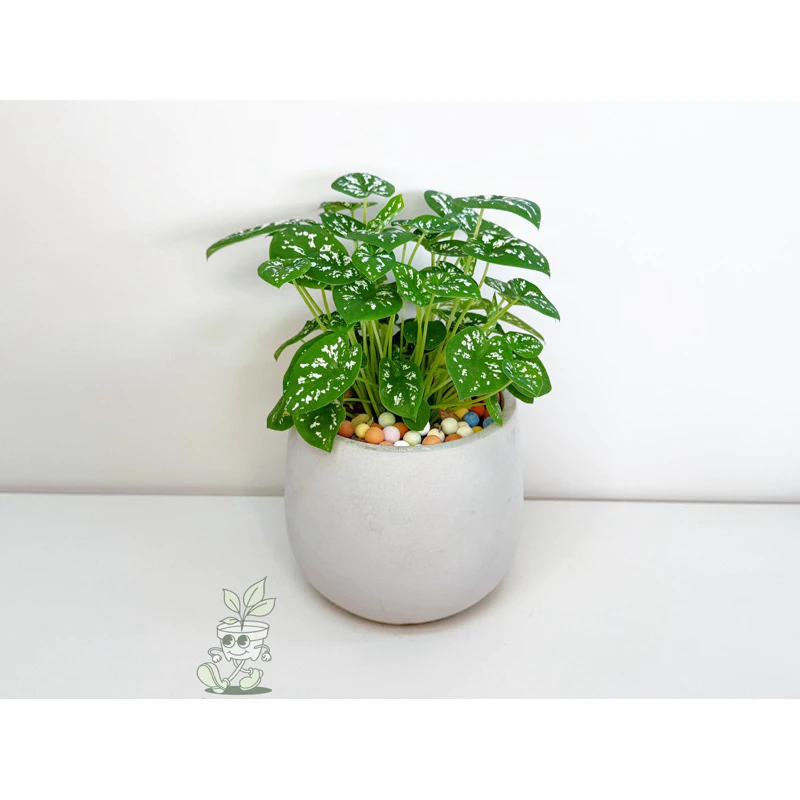 雪天使彩葉芋-觀葉植物 送禮 水泥盆栽 凱瑞植栽