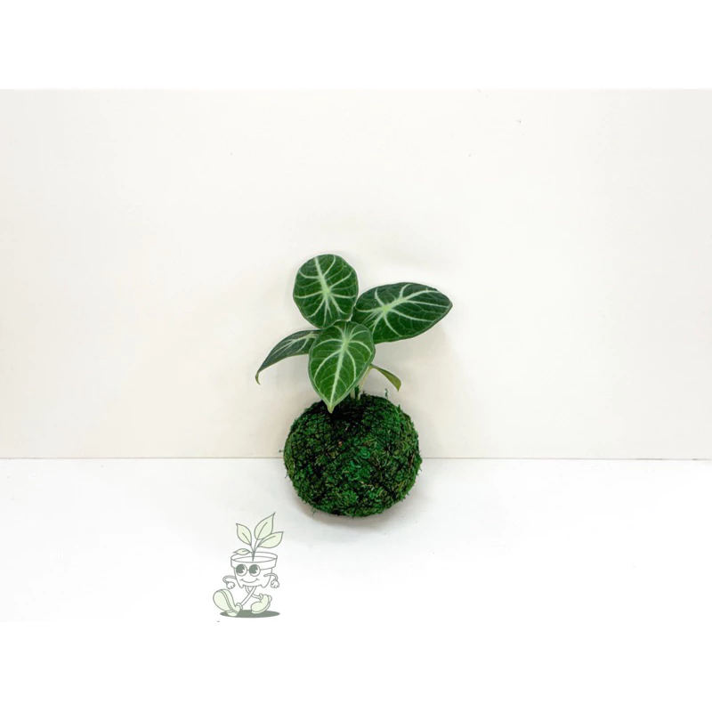 忍者觀音蓮-手作 苔球 療癒 觀葉植物 室內植物 凱瑞植栽