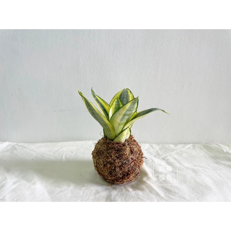 金邊短虎尾蘭-手作 苔球 療癒 文青 送禮 觀葉植物 室內植物 凱瑞植栽