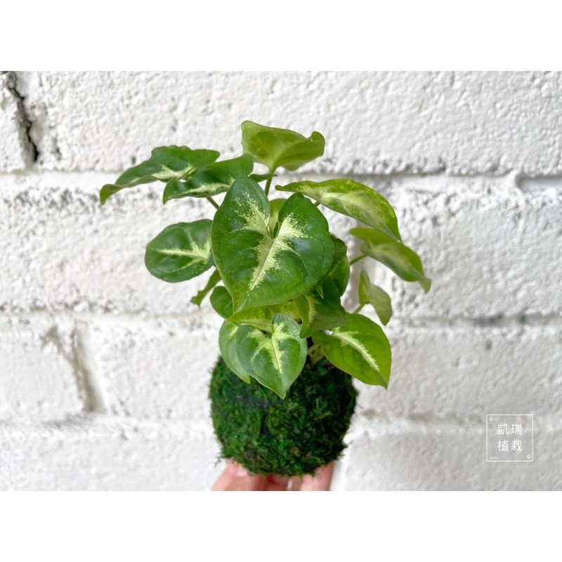 綠精靈合果芋苔球-手作 苔球 療癒 文青 送禮 觀葉植物 室內植物 凱瑞植栽